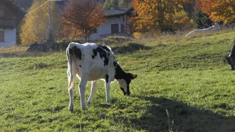 Zoom in of calf eats grass in the meadow Video stock 165271316