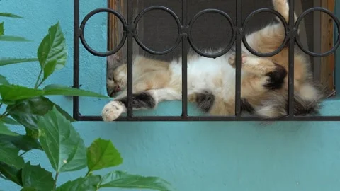 Zoom in calico cat sleeping behind a window grill Stock Footage 341585750