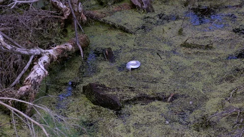 Zoom in to can polluting wetlands infested with algae Video stock 165587888