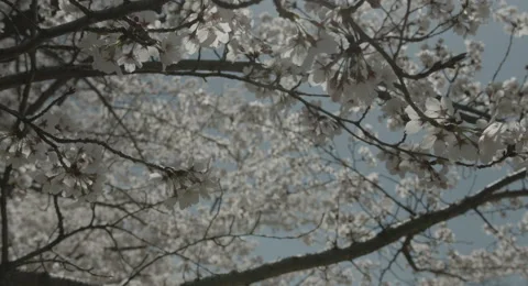 Zoom up cherry blossoms, 4k  non color graded (4000x2160) Stock Footage 49875532