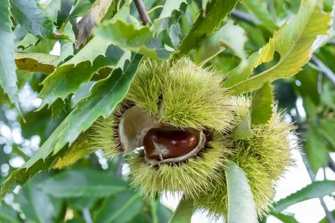 Zoom chestnut on tree in bug with spiciness. Stock Photos