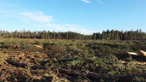 Zoom in of clear cut forest ground , sunny summer day. Total cut of all trees Stock Footage 116476795