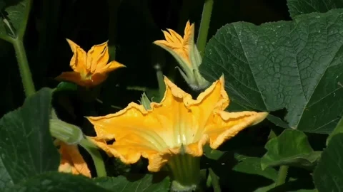 Zoom in close-up of a bee pollinating a large pumpkin flower. Stock Footage 346746615