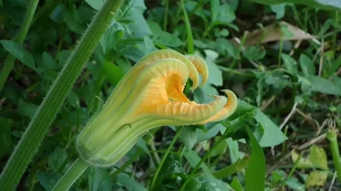 Zoom in close-up of blooming yellow pumpkin flower. Stock Footage 346746628