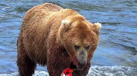 Zoom in for Close Up of Brown Bear Eating Salmon On Top of The Falls Stock Footage 51167534