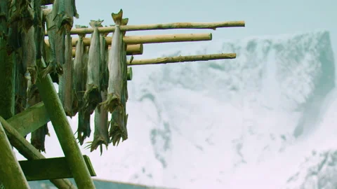 ZOOM IN to CLOSE UP of cod stockfish hanging out to dry, Norway Stock Footage 146536300