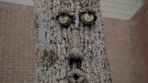 Zoom in close up of funny face on tree Atlanta Georgia 4k Stock Footage 260424237
