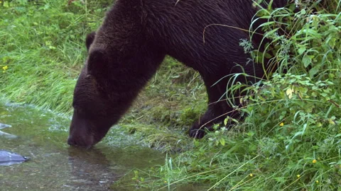 Zoom into close up of large brown bear drinking water from salmon river 스톡 동영상 284086848