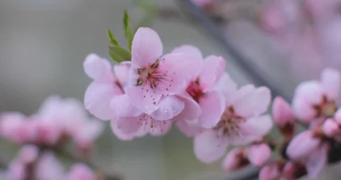 Zoom In Close up Shot of Cherry Blossoms in Full Bloom. Weeping cherry or peach  Stock Footage 128251902