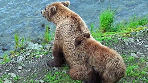 Zoom in Close on Sow's Head &amp; Then Her Cub's to show dozens of mosquitoes Stock Footage 50719666