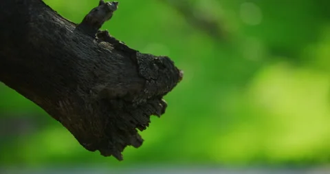 Zoom in to a close ups of a tree’s bark in Griffith Park, Los Angeles. Stock Footage 151192578