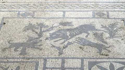 Zoom in close view of a dogs and boar mosaic at pompeii Stock Footage 130983771