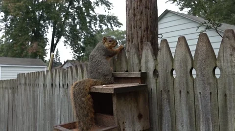 Zoom in for a closeup of fox squirrel at feeder Video stock 68654699