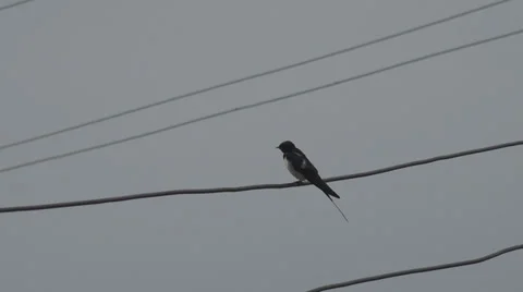 Zoom in closeup swallow bird rest line concept pattern wilderness cloudy day sky Video stock 39718601
