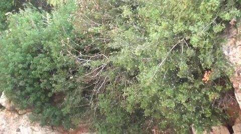 Zoom in a cloud of gnats Stock Footage 40713433