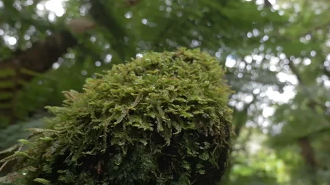 Zoom in on a clump of moss in a forest, in New Zeland Stock Footage 215254021