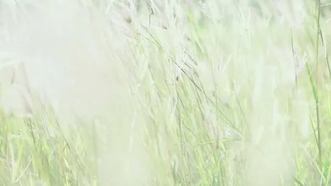 Zoom in coarse grass for natures concept Stock Footage 80064883