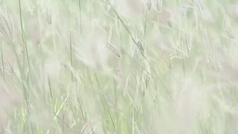 Zoom in coarse grass for natures concept Stock Footage 80067452