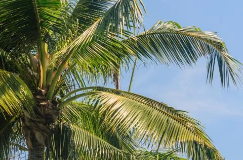 Zoom of Coconut Tree Stock Photos