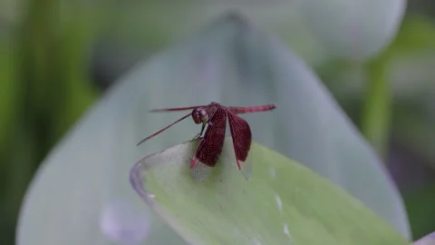 Zoom in on a common parasol dragonfly resting on a leaf in botanic gardens 動画素材 256193498