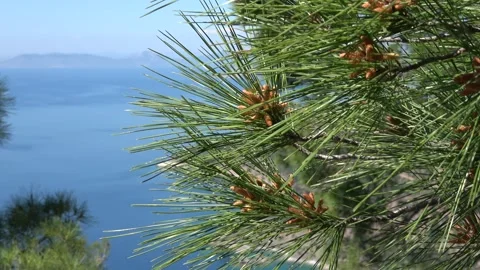 Zoom in conelets of pine tree against the sea Stock Footage 304264420