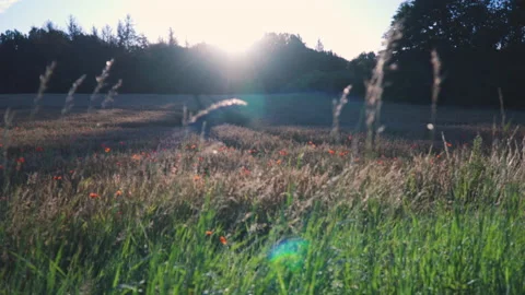Zoom in to corn poppy inside of wheat field during sunrise, 4k Stock Footage 137919293