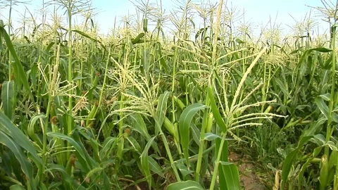 Zoom in on cornstalks Stock Footage 74097670