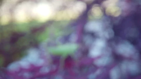 Zoom on a cricket standing on a leaf Stock Footage 133937727