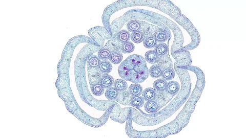 Zoom in cross section cut slice of plant stem under the microscope Stock Footage 171823078