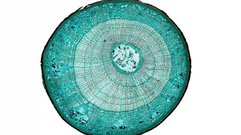 Zoom in cross section cut slice of plant stem under the microscope Stock Footage 171823111