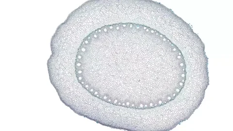 Zoom in cross section cut slice of plant stem under the microscope Stock Footage 171823271