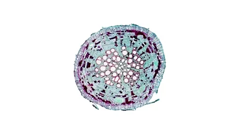 Zoom in cross section cut slice of plant stem under the microscope Stock Footage 171823560