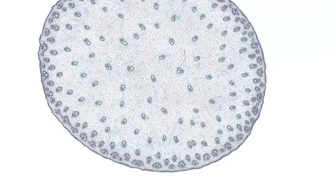 Zoom in cross section cut slice of plant stem under the microscope Stock Footage 171823592