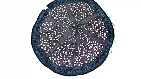 Zoom in cross section cut slice of plant stem under the microscope Stock Footage 171824129