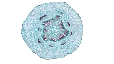 Zoom in cross section cut slice of plant stem under the microscope Stock Footage 171824147
