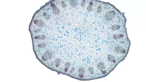 Zoom in cross section cut slice of plant stem under the microscope Stock Footage 171824284