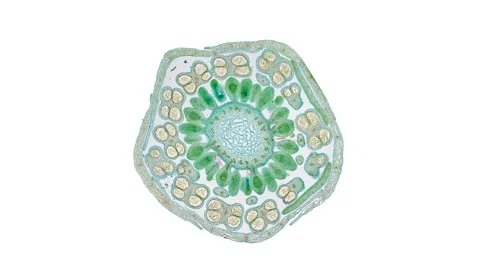 Zoom in cross section cut slice of plant stem under the microscope Stock Footage 171824440