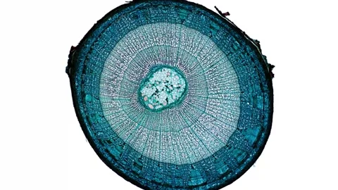 Zoom in cross section cut slice of plant stem under the microscope Stock Footage 171824477