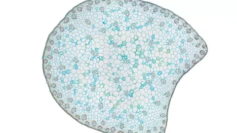 Zoom in cross section cut slice of plant stem under the microscope Stock Footage 171824607