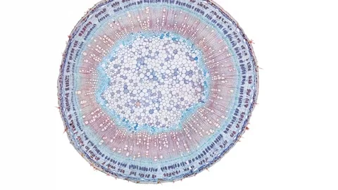 Zoom in cross section cut slice of plant stem under the microscope Stock Footage 171824898