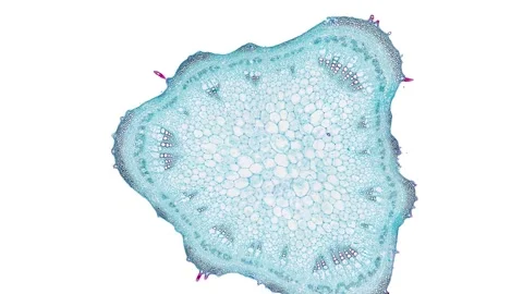 Zoom in cross section cut slice of plant stem under the microscope Stock Footage 171825022