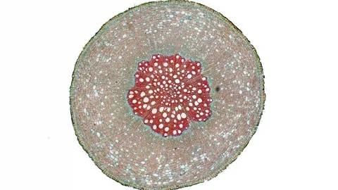 Zoom in cross section cut slice of plant stem under the microscope Stock Footage 171825197