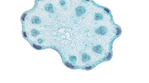 Zoom in cross section cut slice of plant stem under the microscope Stock Footage 171825223