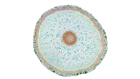 Zoom in cross section cut slice of plant stem under the microscope Stock Footage 171825320