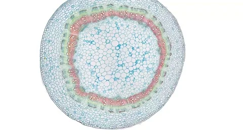 Zoom in cross section cut slice of plant stem under the microscope Stock Footage 171825490