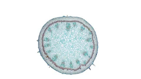 Zoom in cross section cut slice of plant stem under the microscope Stock Footage 171825520