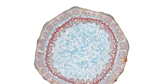 Zoom in cross section cut slice of plant stem under the microscope Stock Footage 171825682