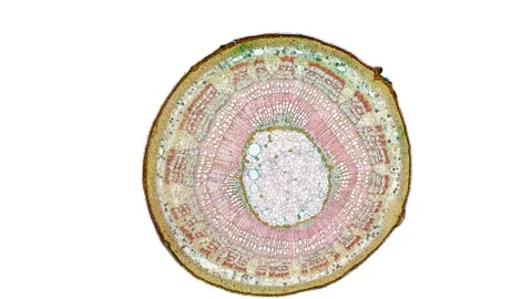 Zoom in cross section cut slice of plant stem under the microscope Stock Footage 171825973