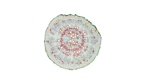 Zoom in cross section cut slice of plant stem under the microscope Stock Footage 171826165