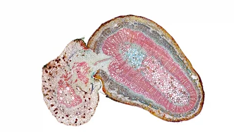 Zoom in cross section cut slice of plant stem under the microscope Vídeos de archivo 171826493
